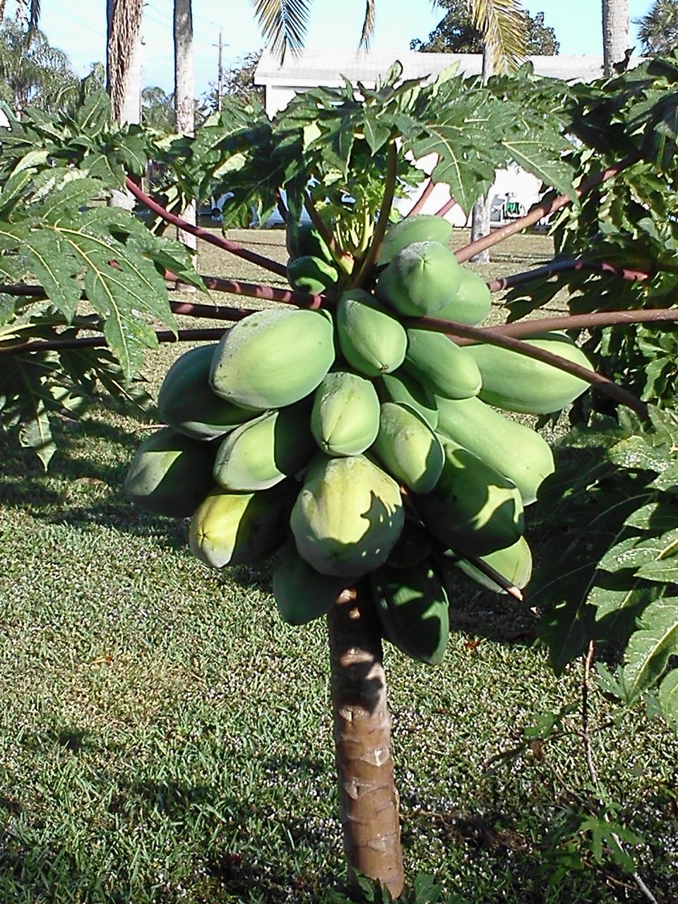 Ketay Plants & Flowers of Florida